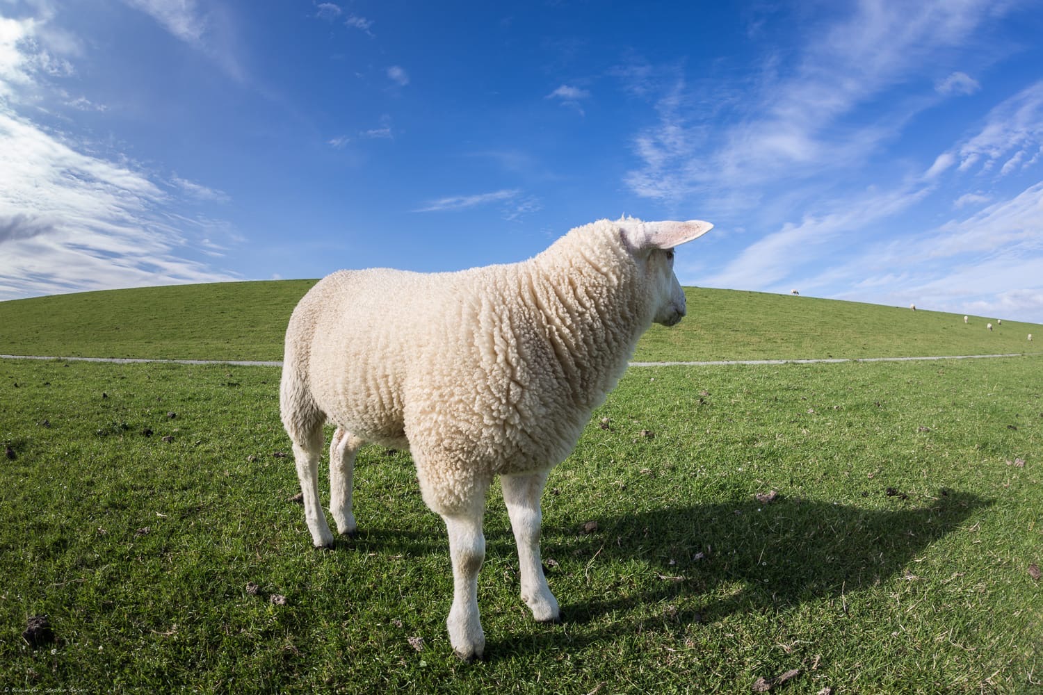 Friedliche Schafe auf den Weiden nahe dem Ferienhaus